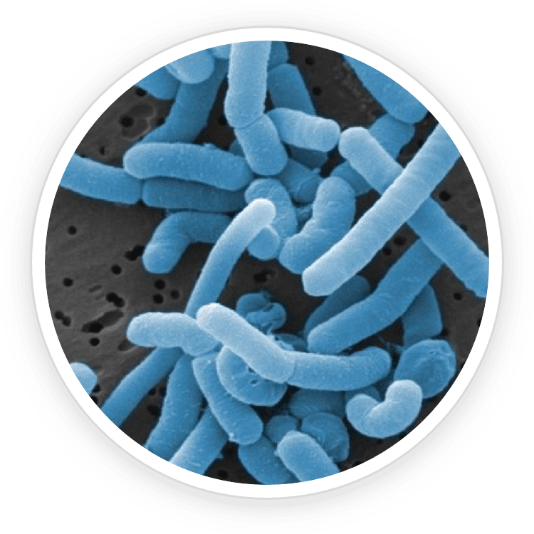 Oral probiotic supplement bottle
